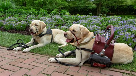 Before your service dog comes home, you'll want to prepare your living space with dog food, toys and other pet supplies. How To Afford A Service Dog | Bankrate