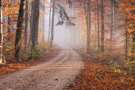 Download Fall Leaves Forest Trail Wallpaper