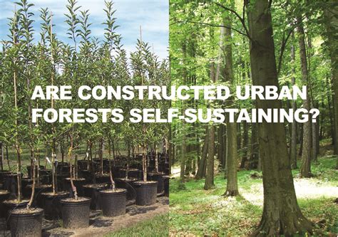 Everything About Wood Constructing Native Urban Forests As Experiments