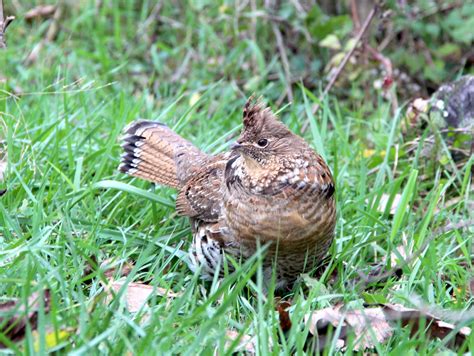 Grouse In Wisconsin Again Higher In Wnv Exposure Than Neighboring States