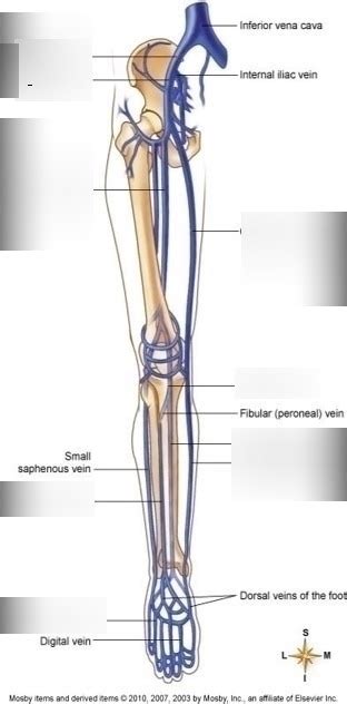 Major Veins Of The Lower Extremity Diagram Quizlet