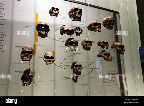 Human Evolution Museum