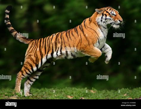 Bengal Tiger Panthera Tigris Tigris Jumping Stock Photo Alamy