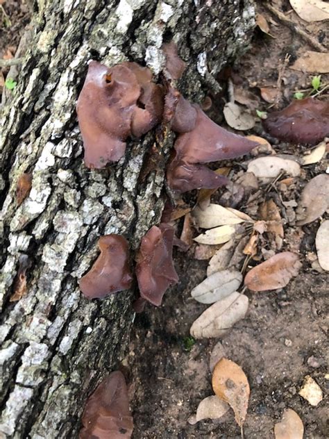 Identification Identify Brown Fungus Growing On Dead Branches Of An