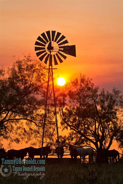 Windmill Sunset Horses Photo Art Mg3899tif Tammy D Reynolds