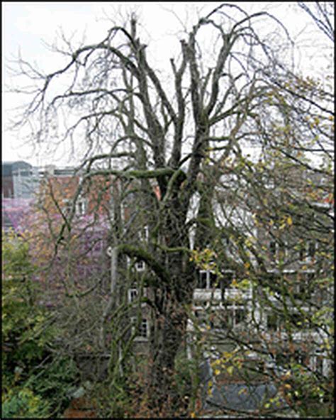 Fate Of Anne Franks Chestnut Tree In Doubt Npr