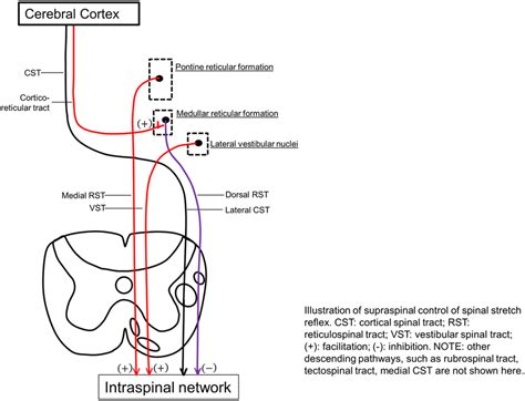 Illustration Of Supraspinal Control Of Spinal Stretch Reflex Cst