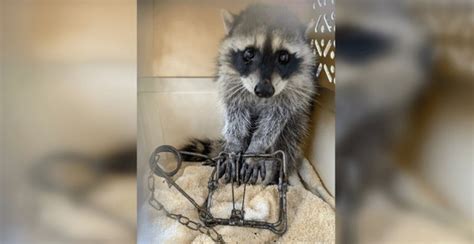 You see most of my trapping buddies like to focus on other furbearers. Raccoon found with trap dragging from paw in Metro ...