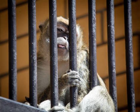 Monkey Behind Bars At The Zoo Stock Image Image Of Freedom Natural