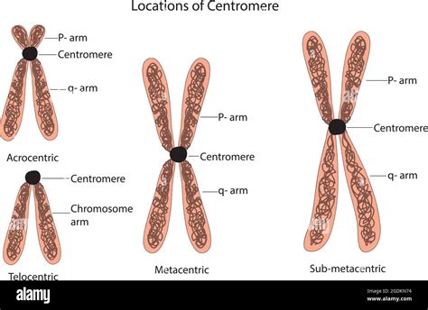 Classification Of Chromosomes Centromere Chromosome Classifications