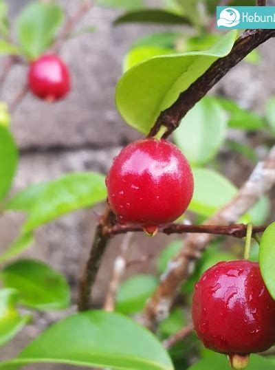 Beach Cherry Kebun Bibit Buah