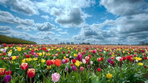 Field Of Flowers Wallpapers Top Free Field Of Flowers Backgrounds