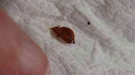 Bedbugs Bite Into Camps Bottom Line Cbc News