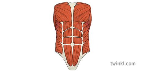 Abdominais Músculos Corpo Humano Anatomia Ciência Ks2