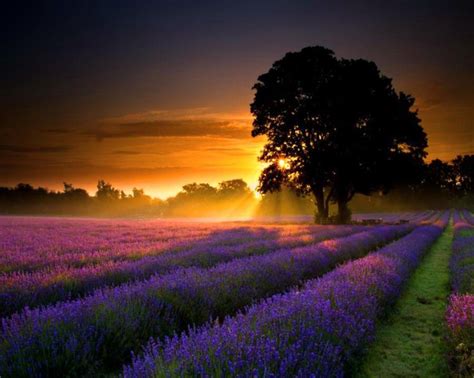Lavender Sunset Provence France Sunset Lavender Fields Nature