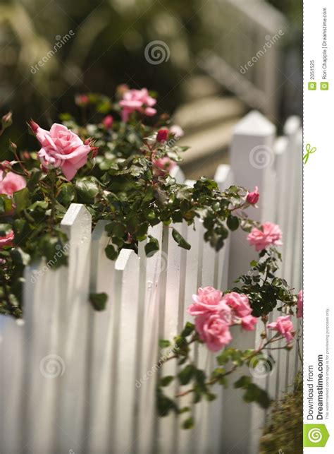 Roses Growing Over Fence Stock Image Image Of Roses 2051525