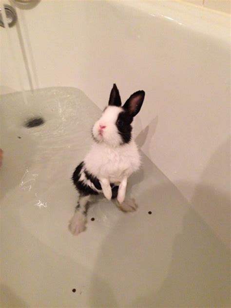Tilt the bunny slightly backwards and proceed to get the teat between its side teeth. photo