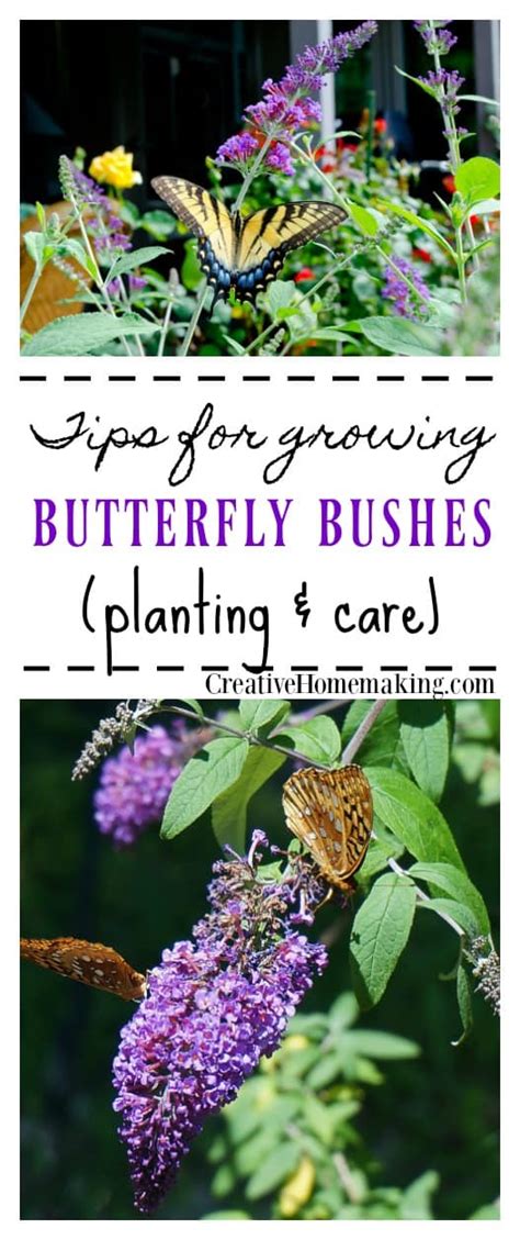 Planting And Care For Buddleia Butterfly Bush Creative Homemaking