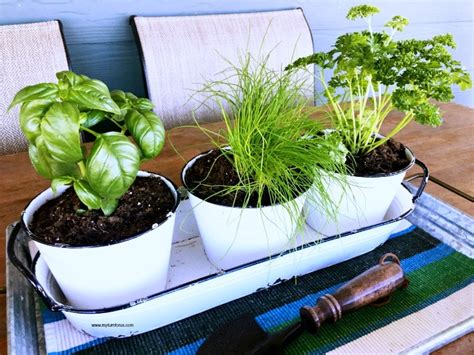 The Ultimate Guide On Growing An Indoor Herb Garden My