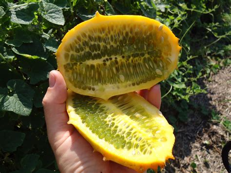 Little St Simons Islands Organic Garden Horned Melon