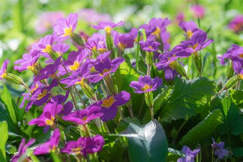 February Birth Flowers Primrose And Violet What Do They Mean The