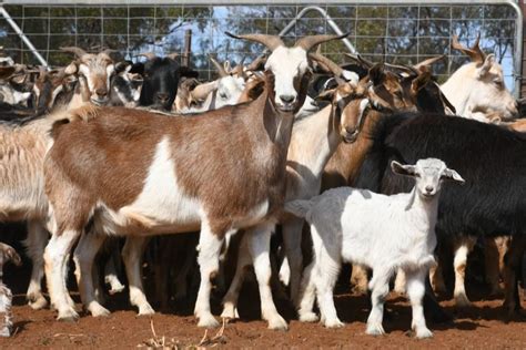 Lot 917 840 Goats Does Auctionsplus