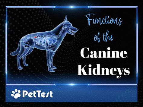Functions Of The Canine Kidneys Pettest By Advocate