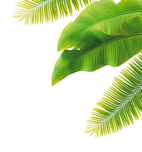 Тропические листья пальма ПНГ на Прозрачном Фоне Скачать PNG