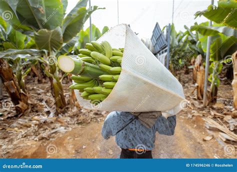 Harvesting On The Banana Plantation Stock Photo Image Of Plant