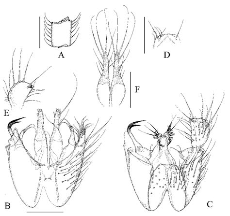 Manota Pedicellata Sp N A F Paratype Be Holotype A Antennal
