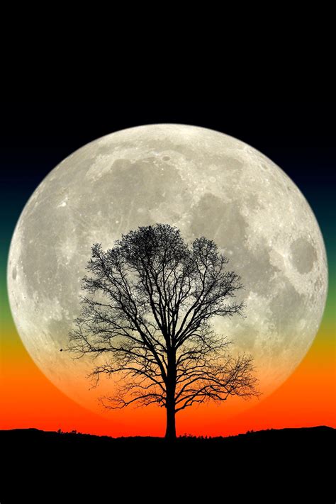 A Full Moon Rises Behind The Silhouette Of A Lone Tree In This