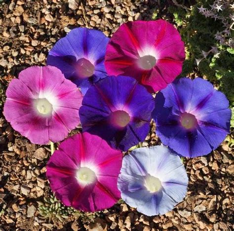 Day And Night Blooming Morning Glory Seed Mix Rare W Moonflower Etsy