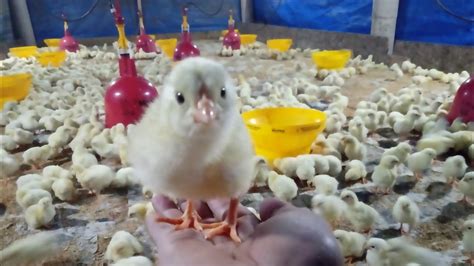 Ada cara supaya ayam presto ini bertulang lunak tapi tidak hancur bentuknya, apa itu? Masa brooding adalah masa paling penting dalam pemelihara ...