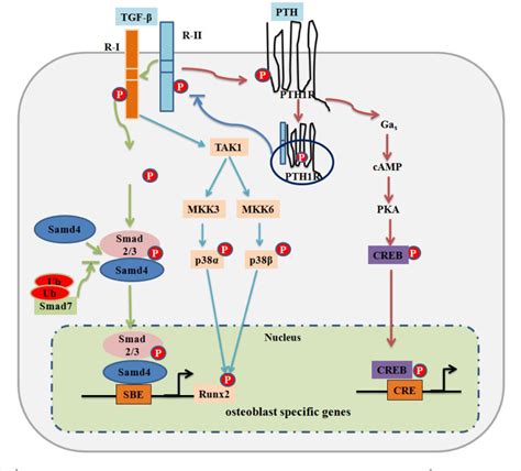 Figure From Tgf And Bmp Signaling In Osteoblast Differentiation And