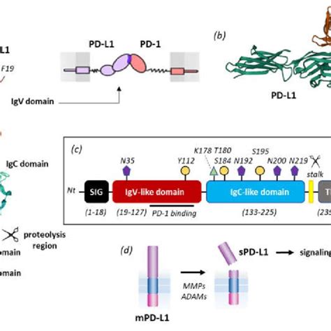 two examples of alternative splicing of the pd l1 pre mrna the exons download scientific