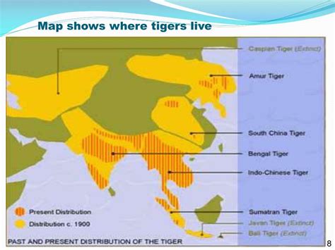 Where Do Tigers Live Map World Map