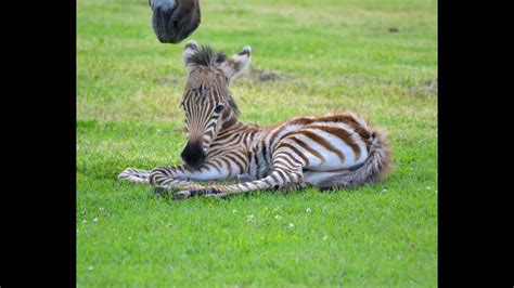 Its All About The Stripes Welcome Baby Zebra Youtube