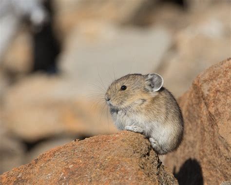 American Pika Are Typically Found Above The Tree Line In Western