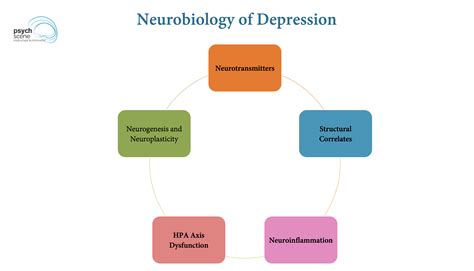 Neurobiology Of Depression A Simplified Guide