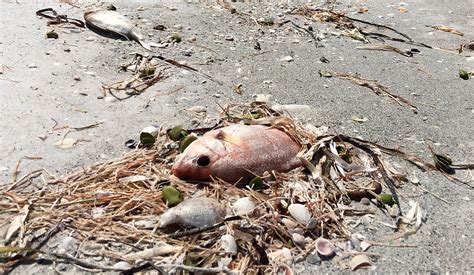 Florida S Beaches Get Double Whammy Red Tide In Pinellas Feces In Water In Miami Dade The