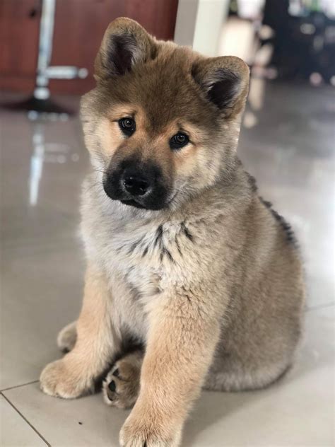 Chow Chow Mix Puppies Husky Chow Chow Mix The Complete Chowsky Guide