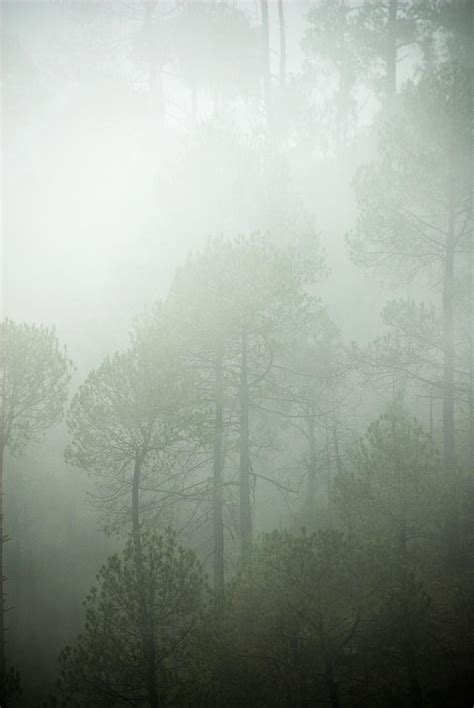 Green Mist Photograph By Rajiv Chopra Fine Art America