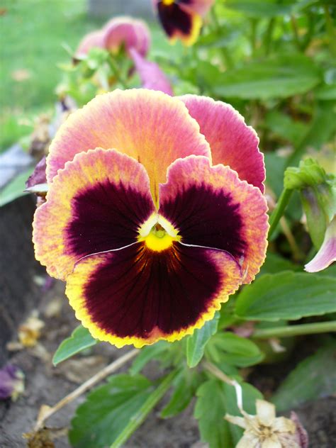 Filecolourful Viola Flower 3 Wikimedia Commons