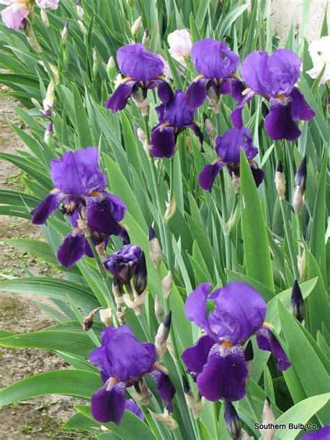 Old Fashioned Heirloom Purple Bearded Iris 5 Tubers Iris Flowers