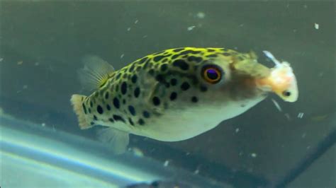 Green Spot Puffer Live Feeding He Sure Loves His Minnows Youtube