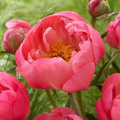 Paeonia Hybrid Coral Charm Pion Perenner