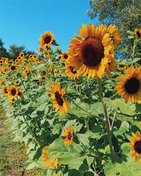 Giant Sunflower Field Near Dallas Is Opening This June Sunflower