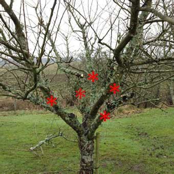 Repeat this pruning technique throughout the summer, as needed. Forum: Can Tree Prune Itself