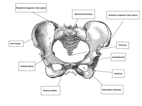 Clinical Anatomy Of The Vulva Vagina Lower Pelvis And Perineum Glowm