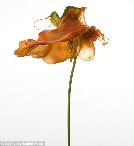 Liquid Flowers By Jack Long Gallery Ebaums World